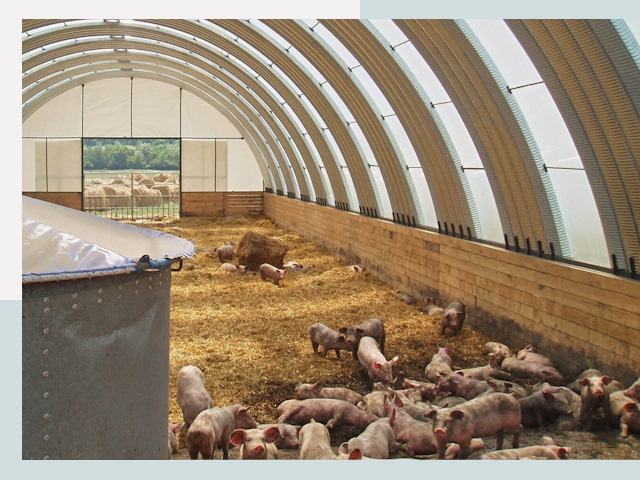 Строительство свинарников в Рославле